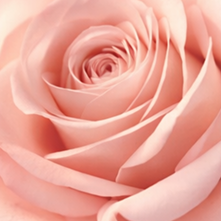 Rose tendre